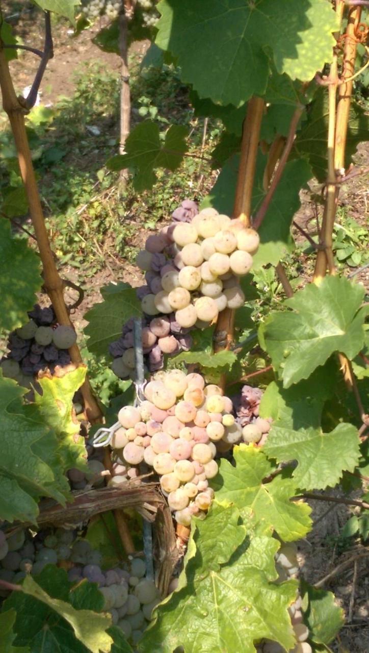 Wein- Und Gaestehaus Genetsch Lieser Zewnętrze zdjęcie